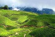 Tea Plantations, Munnar